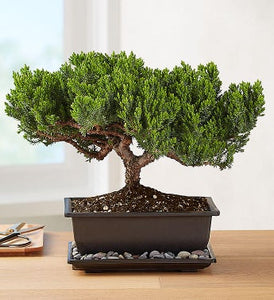 Juniper bonsai indoor plant 