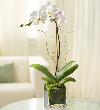 White indoor plant for home decor 